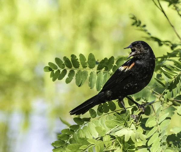 Een Mannelijke Rood Winged Blackbird Kwetteren Bij Iemand Verte — Stockfoto