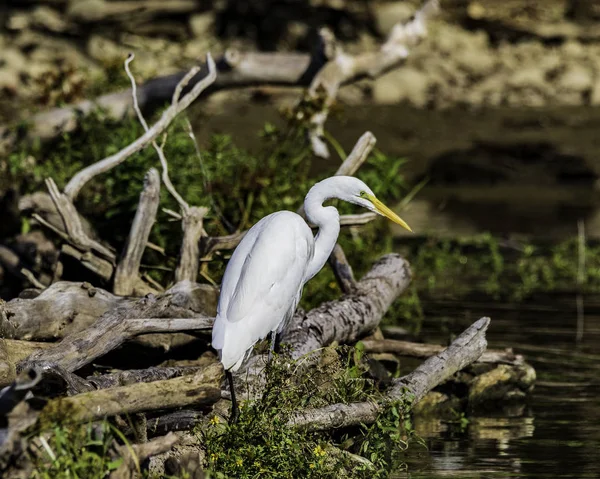 Une Grande Aigrette Blanche Ardea Alba Pêche Lac — Photo