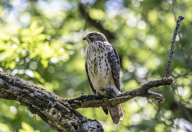 Bir ağaç bacak üzerinde tünemiş bir olgunlaşmamış kırmızı kuyruklu şahin. 