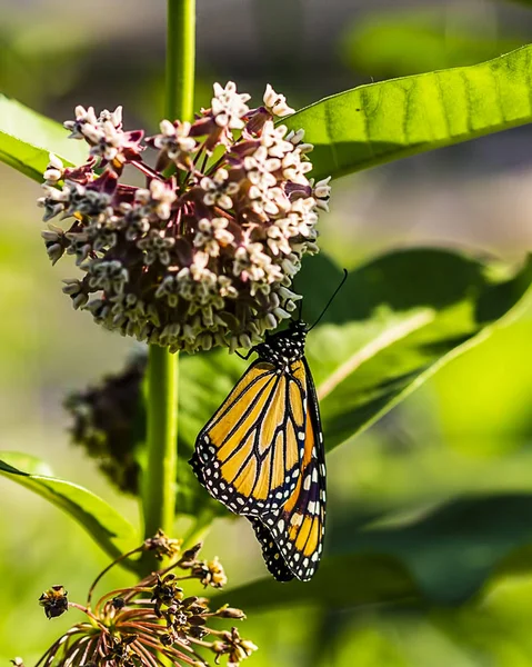 Bir Süt Çocuğu Yoklama Monarch Kelebek — Stok fotoğraf
