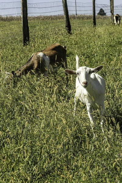 Une Chèvre Amicale Dans Pâturage Posant Pour Caméra — Photo