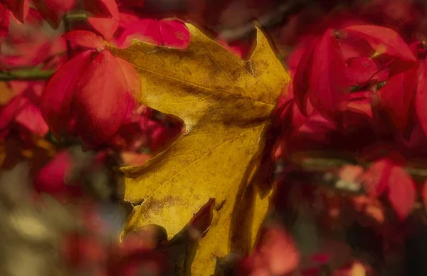 Les Saisons Ont Changé Les Couleurs Sont Belles — Photo