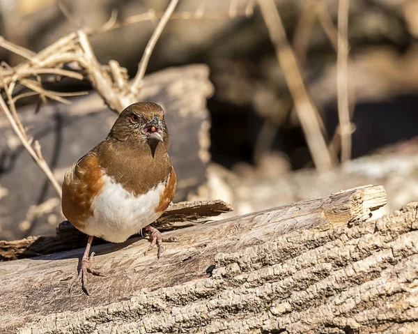 Hermosa Hembra Towhee Oriental También Conocido Como Nuevo Gorrión Del — Foto de Stock