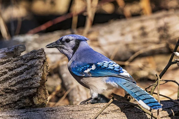Gorgeous blue jay out for a stroll in the forest,