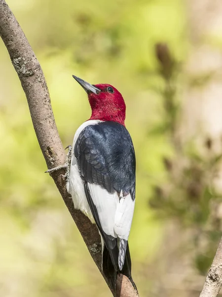 Hermoso Pájaro Carpintero Pelirrojo Científicamente Conocido Como Melanerpes Erythrocephalus Encaramado — Foto de Stock