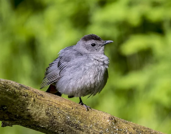 Beautiful Gray Catbird Perched Tree Branch Forest — Stock Photo, Image