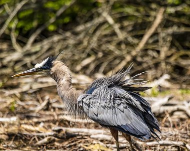 Büyük bir mavi ot kötü bir saç gün sahip. 