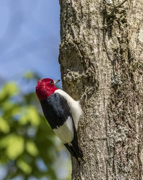 Hermoso Pájaro Carpintero Pelirrojo Posado Sobre Árbol Bosque Imagen De Stock
