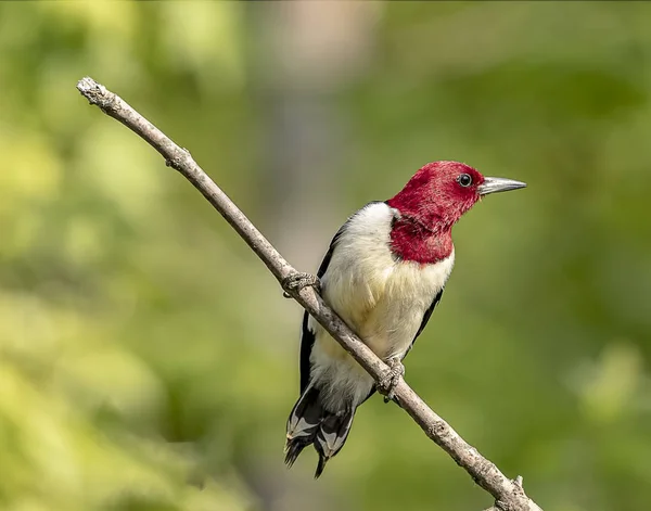 Hermoso Pájaro Carpintero Pelirrojo Posado Una Rama Árbol Imagen De Stock