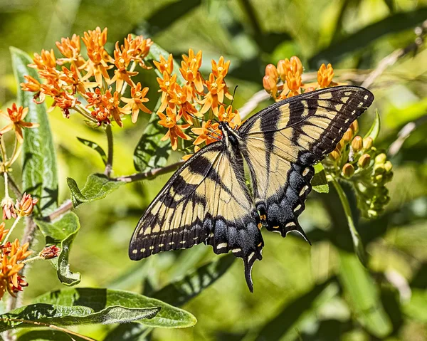 Hermoso Macho Oriental Tigre Swallowtail Mariposa Alimentación Néctar —  Fotos de Stock