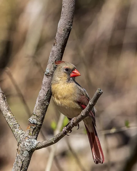 Une Belle Femelle Cardinal Nord Perchée Sur Une Branche Arbre — Photo