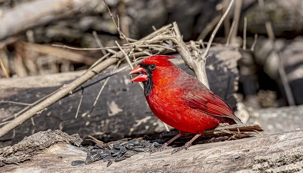 Beau Cardinal Mâle Déjeunant Dans Forêt — Photo