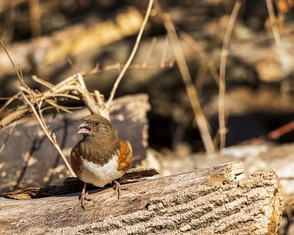 Una Hermosa Hembra Towhee Oriental Encaramada Tronco Árbol Bosque —  Fotos de Stock