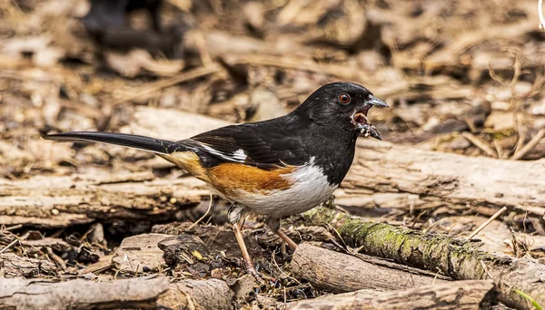 Bellissimo Maschio Orientale Arroccato Nella Foresta — Foto Stock