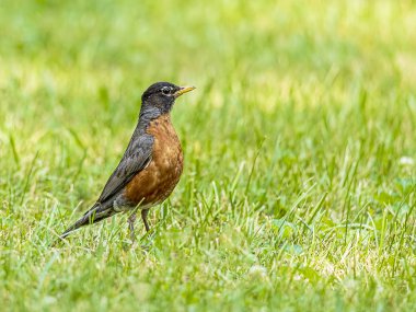 Ormanda yemek arayan amerikalı bir robin.. 