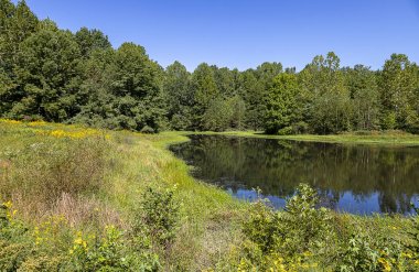 Güzel bir yaz gününde büyük yansımaları ile bir gölet içeren güzel bir kırsal sahne. 