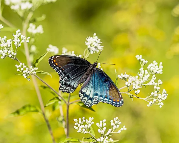 A beautiful Red-spotted purple butterfly in a rural area.