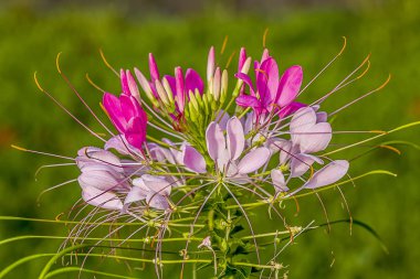 Yazın son günlerinde çiçek açan güzel bir örümcek zambağı. 