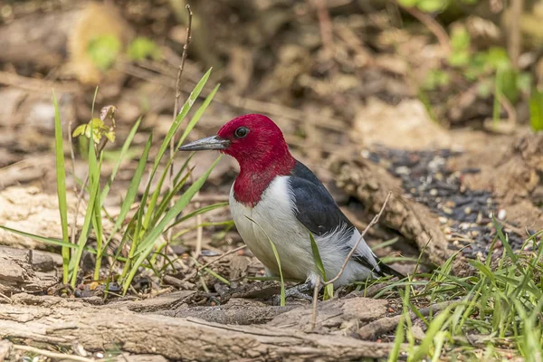 Hermoso Pájaro Carpintero Pelirrojo Posado Suelo Del Bosque — Foto de Stock