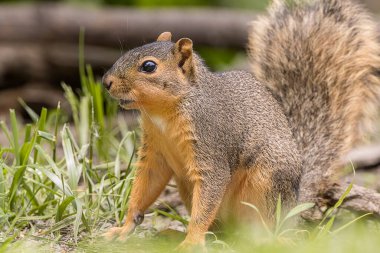 Tehlikede olan gri bir sincap.. 