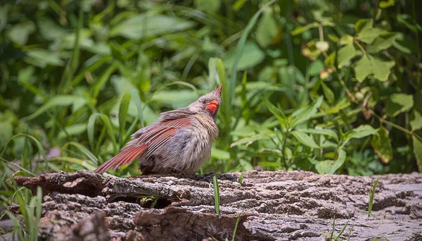 Perempuan Utara Kardinal Bertengger Hutan — Stok Foto