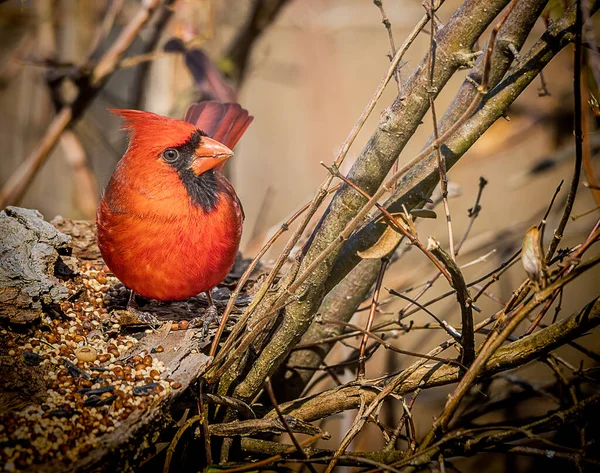 Cardinal Mâle Nord Nourrissant Dans Forêt — Photo