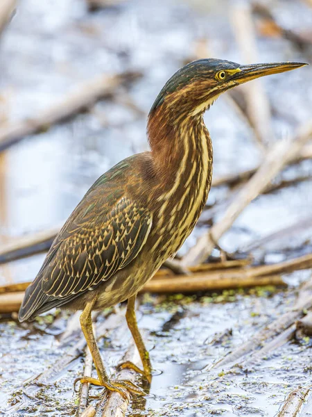 Beau Héron Vert Juvénile Chasse Pour Déjeuner — Photo