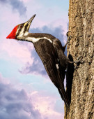 A beautiful pileated woodpecker clinging to a tree in a forest.