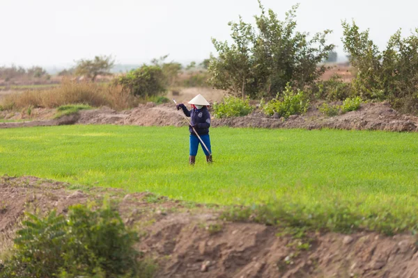 Vietnam December 2013 Unidentified Vietnamese Woman Working Rice Fields December — Stock Photo, Image