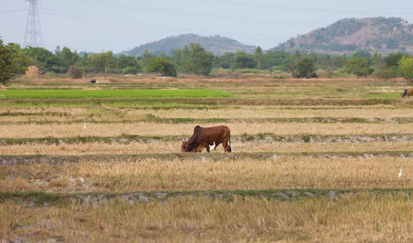 Kuh Weidet Auf Dem Feld Der Vietnamesischen Landschaft Von Einem — Stockfoto