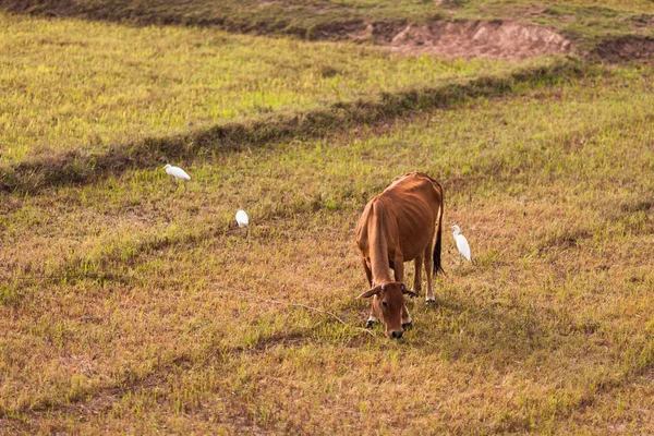 Kuh Weidet Auf Dem Feld Der Landschaft Südosten Vietnams — Stockfoto