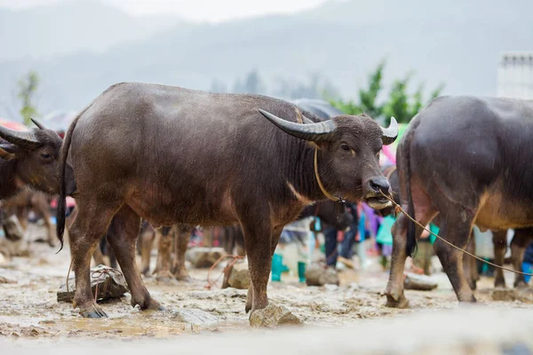ベトナムの水牛ベトナムでバックハーの日曜マーケットでの販売のため バックハーは山岳民族の市場取引またはラオカイ省で購入する人々 はどこ — ストック写真