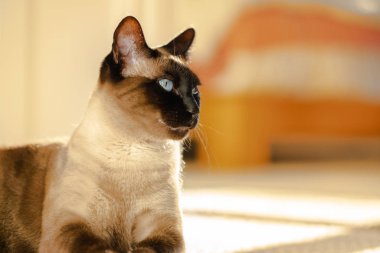 Siyam kedisi güneş ışığı altında yatak odasında halı döşeme portresi.