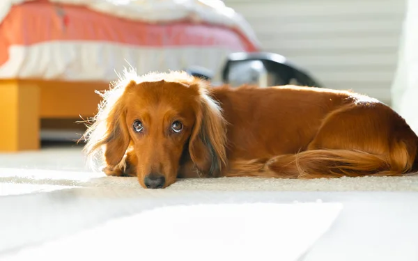 Yatak odasında halı üzerinde uzun saçlı minyatür dachshund komik surat ifadesi ile yatıyor.
