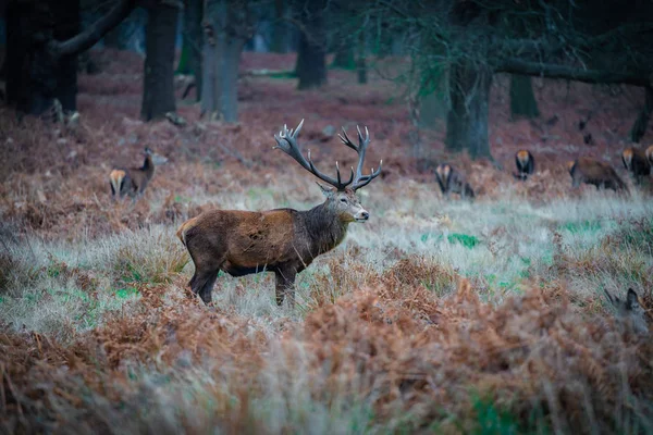 冬天一大早 红鹿雄鹿正在英国历史悠久的皇家公园里士满公园吃草 — 图库照片