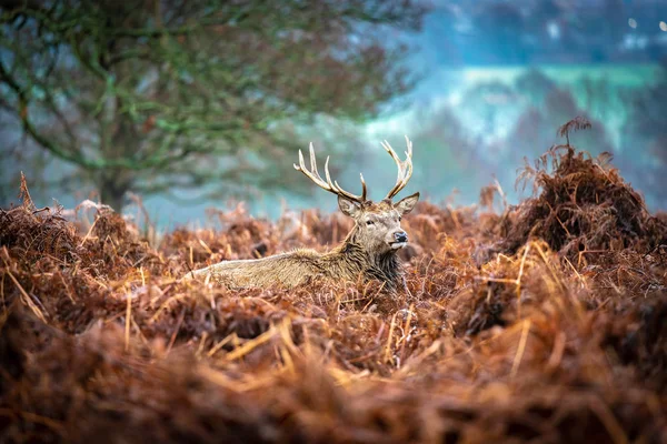 冬天清晨 在英国历史悠久的皇家公园里士满公园 红鹿雄鹿正在草地上休息 — 图库照片