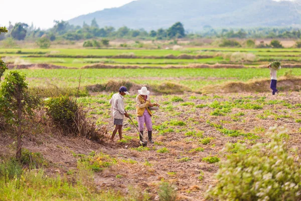 Vietnam Aralık 2013 Vietnamca Kişi Kırsal Alanlara Pirinç Pirinç Üzerinde — Stok fotoğraf