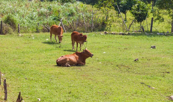 越南奶牛在草地上吃草或躺在草地上 躺在越南的田野上 — 图库照片