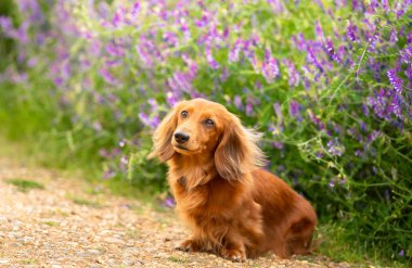 Dachshund Portresi, Minyatür Uzun Saçlı erkek köpek ülke parkta çiçek arka plan da yolda oturan.
