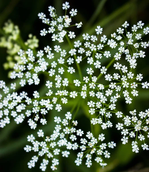 White Flowers Summer Grass Herbs Nature Plants Background — Stock Photo, Image