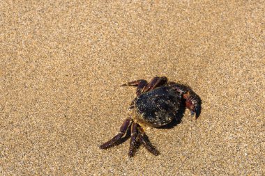 Kıyı Yengeci (Carcinus aestuarii) bir kumsalın kumsalında