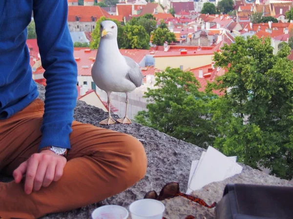 A sea gull stands beside a man waiting for a meal, a man sits on a city wall over a panorama of an old European city. The reporting genre of filming on a journey.
