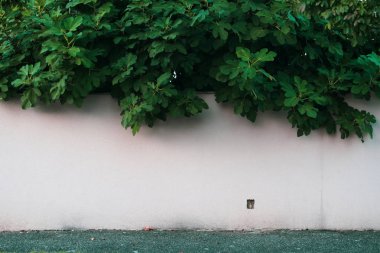 Beyaz duvar ve beyaz taştan bir duvarı saran çalıların yeşil dalları. Yan taraf. Metin için alanı kopyala.