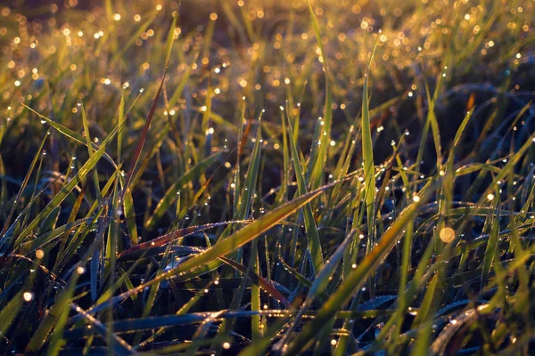 Drops Morning Dew Green Grass Buffy Rays Rising Sun Close — Stock Photo, Image