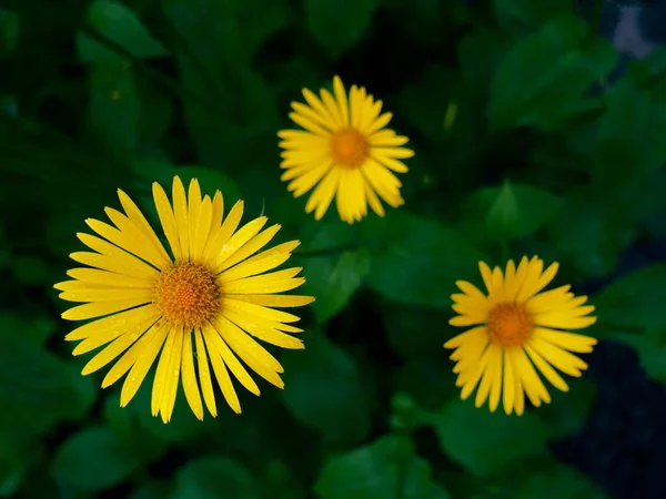 Árvore Flores Margarida Amarelas Encantadoras Contexto Vegetação — Fotografia de Stock