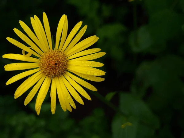 Albero Fiori Margherita Giallo Bello Uno Sfondo Verde — Foto Stock