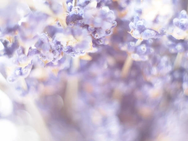 Abstrakte Lavendelblüten Hintergrund Auf Einem Isolierten Weißen Hintergrund Weiches Gefälle — Stockfoto