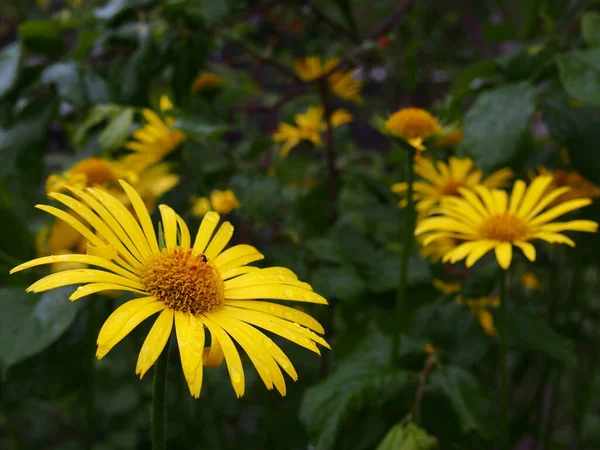 Sunny Yellow Discs Doronicum Flowers Background Greenery — Stock Photo, Image