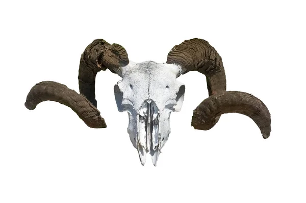 Totenkopf Mit Horn Auf Weißem Hintergrund Stockfoto