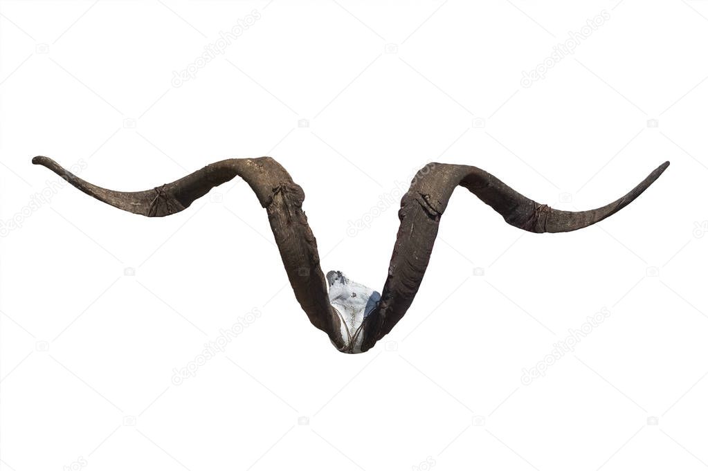 skull with horn in white background